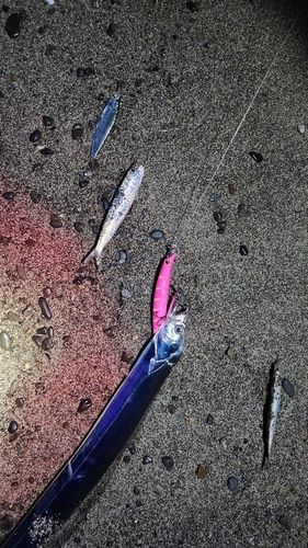 タチウオの釣果