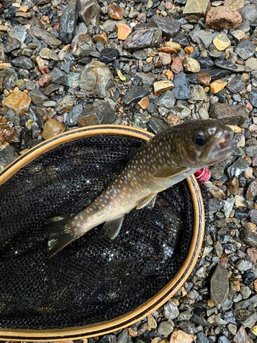 イワナの釣果