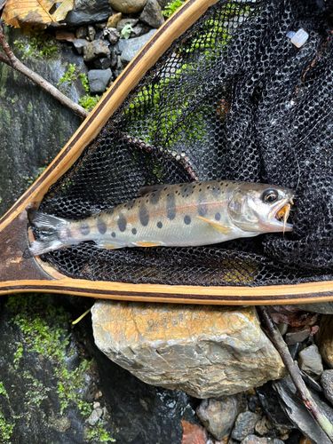 ヤマメの釣果