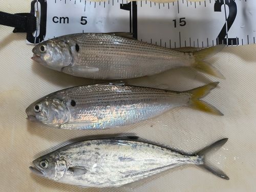 碧南海釣り公園