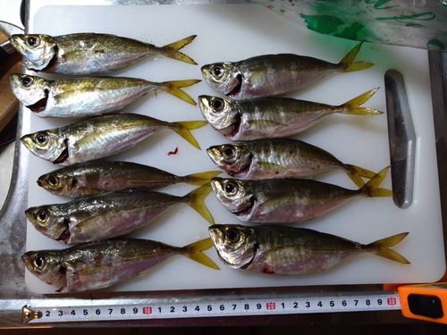 マアジの釣果
