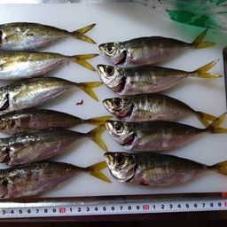 マアジ