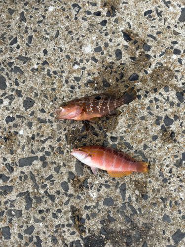 キジハタの釣果