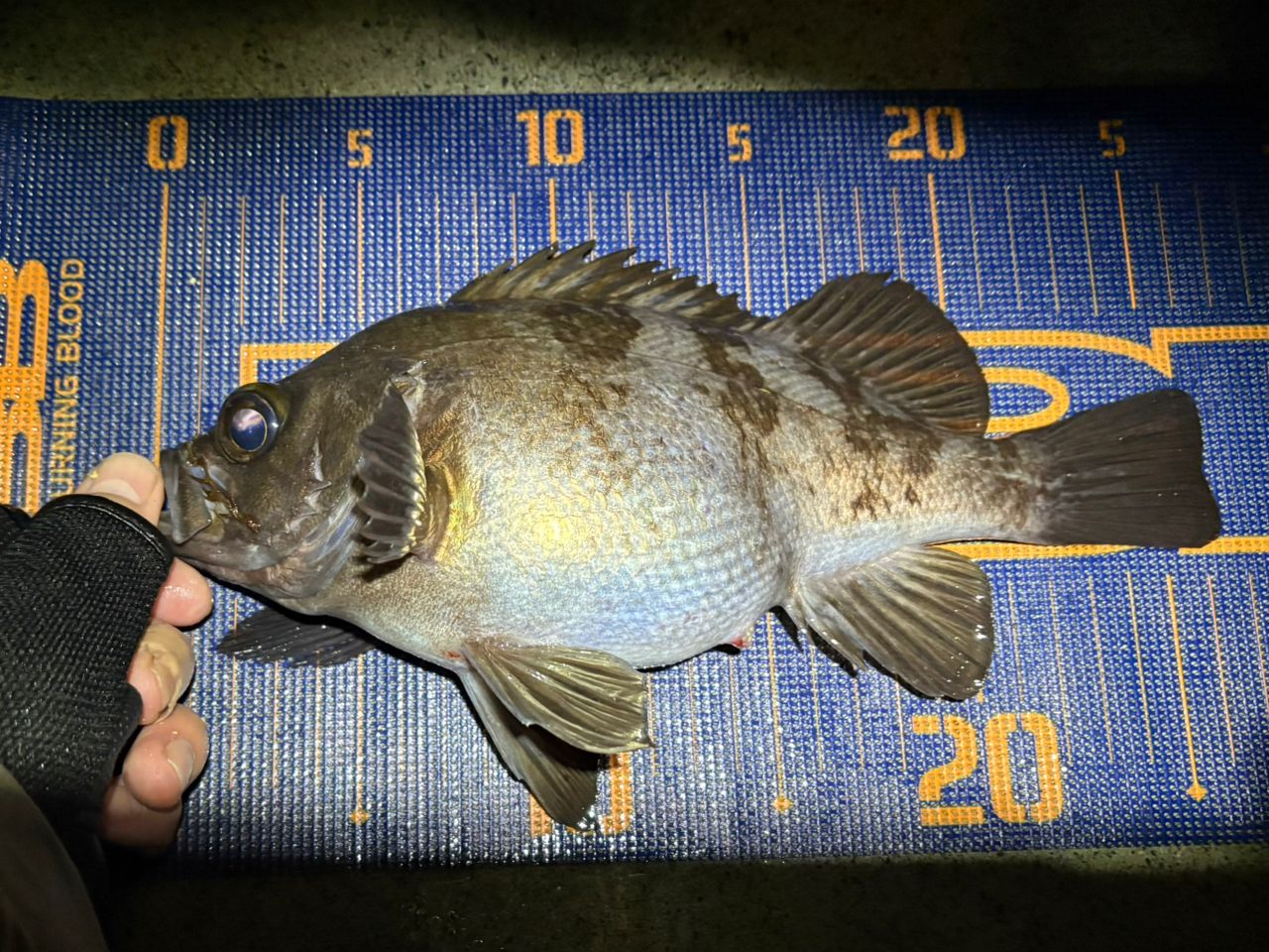 SHIMANO 19ハードロッカー BB S83ML+の最安値・インプレ・釣果 | 本音