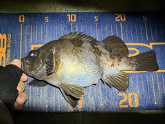 シロメバルの釣果