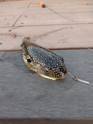 クサフグの釣果