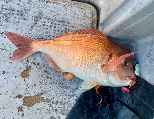 ハナダイの釣果