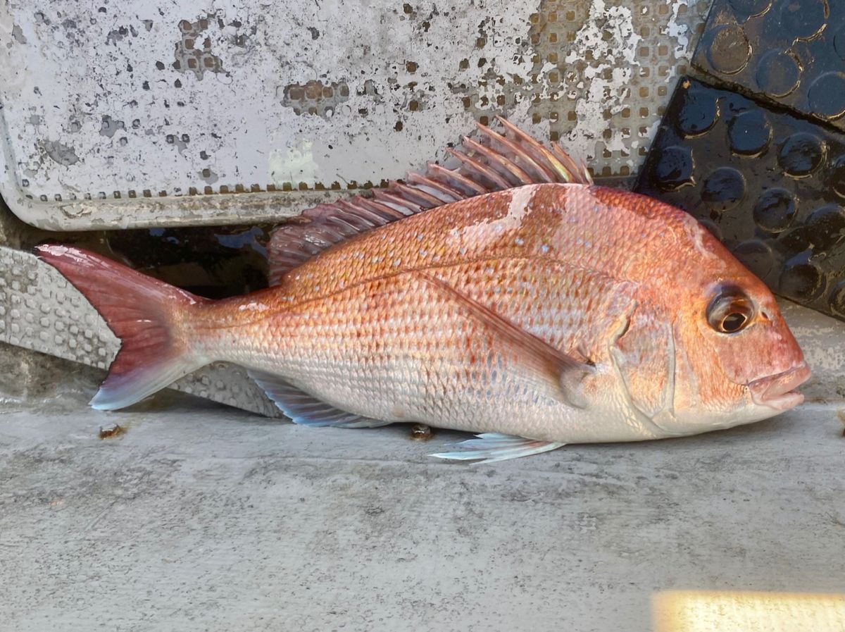 オトコマエさんの釣果 1枚目の画像