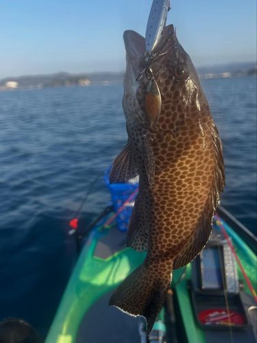 アカハタの釣果