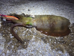 アオリイカの釣果