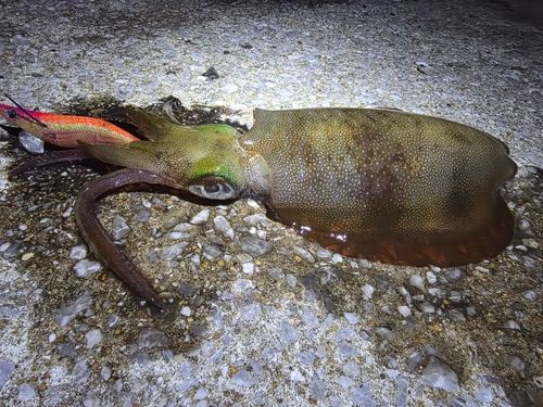 アオリイカの釣果