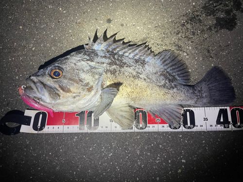 クロソイの釣果