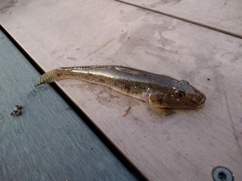 豊洲ぐるり公園