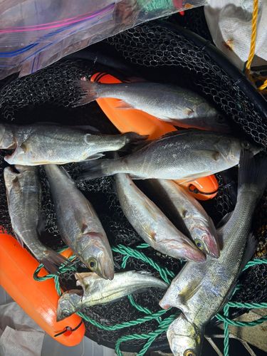 セイゴ（ヒラスズキ）の釣果