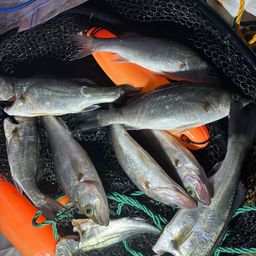 セイゴ（ヒラスズキ）