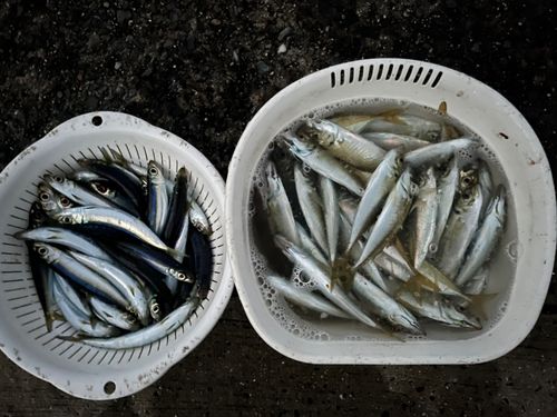 ウルメイワシの釣果