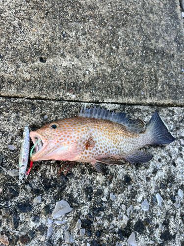 オオモンハタの釣果