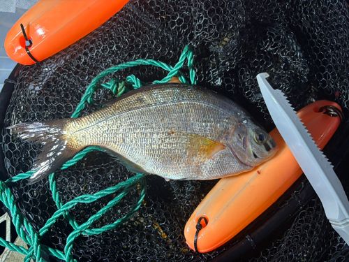 ウミタナゴの釣果