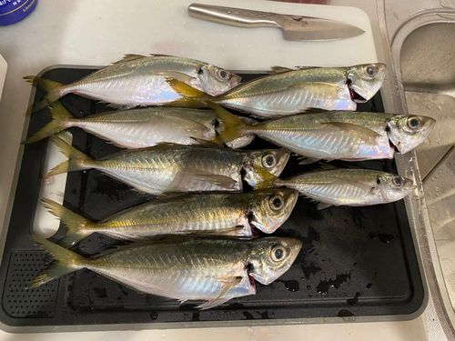 アジの釣果
