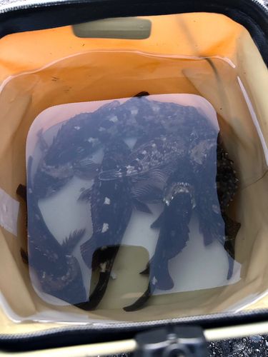 若洲海浜公園海釣り施設