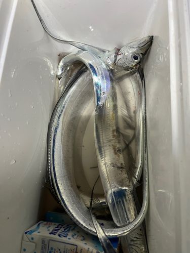 タチウオの釣果