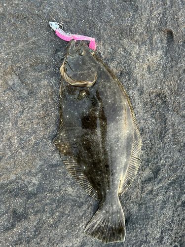 ヒラメの釣果