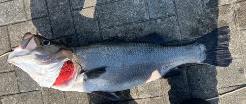 ヒラスズキの釣果