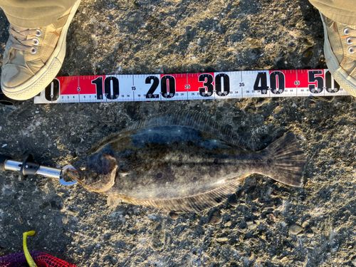 ヒラメの釣果
