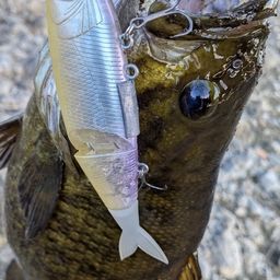 スモールマウスバス