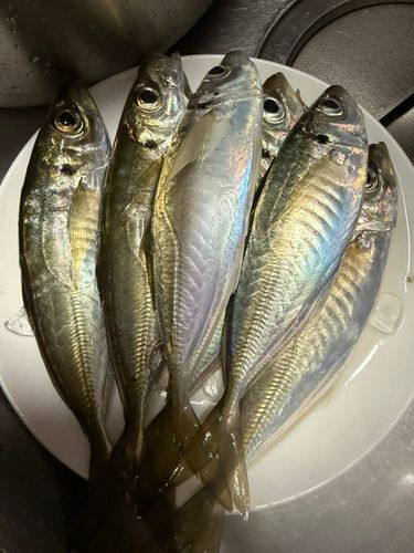 アジの釣果