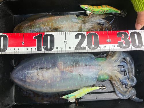 アオリイカの釣果