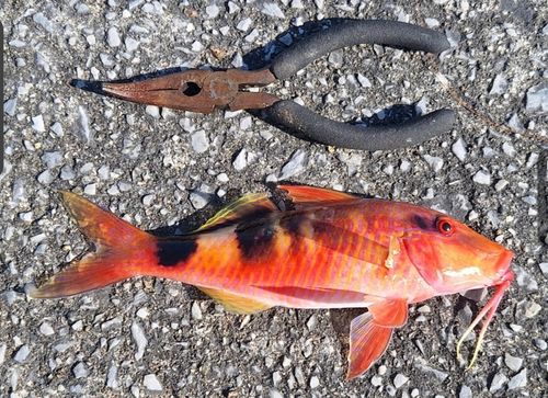 オジサンの釣果