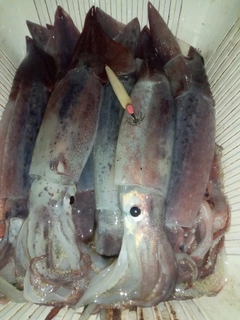 スルメイカの釣果
