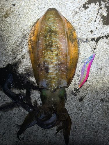 アオリイカの釣果
