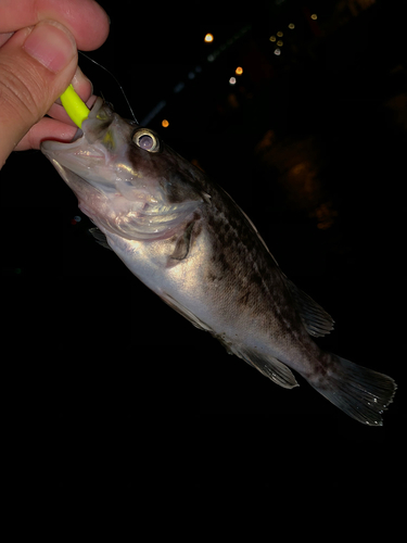 クロソイの釣果