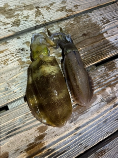 アオリイカの釣果