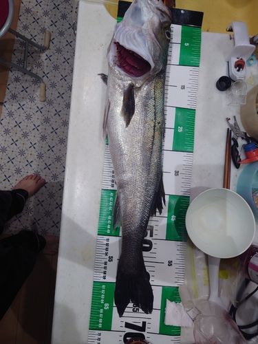 ホウボウの釣果