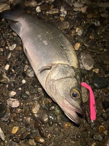 ヒラスズキの釣果