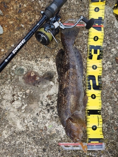 アイナメの釣果