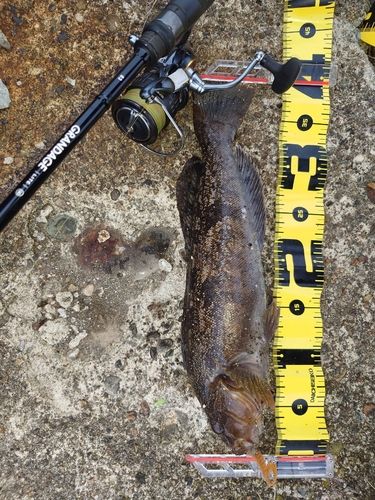 アイナメの釣果