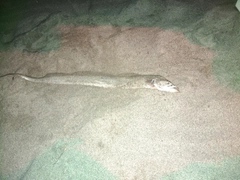 タチウオの釣果