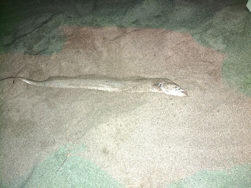 タチウオの釣果