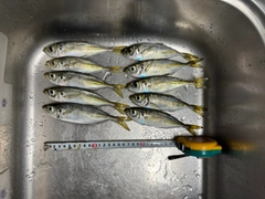 マアジの釣果