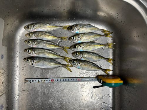 マアジの釣果