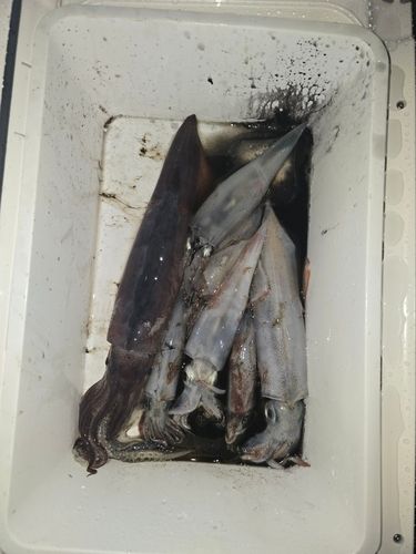 スルメイカの釣果