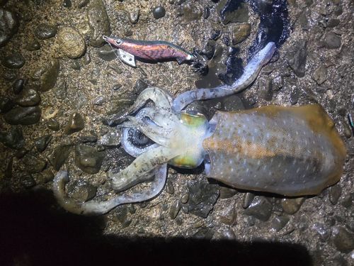 アオリイカの釣果