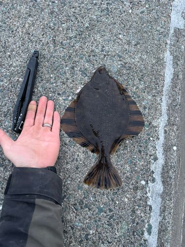 ヌマガレイの釣果