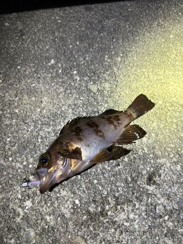 相馬港釣り桟橋