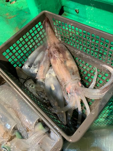 ケンサキイカの釣果
