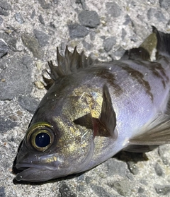 メバルの釣果